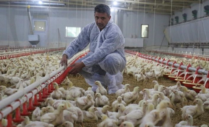 Devlet desteği ile çiftlik kurdu, yılda 300 bin TL kazanmaya başladı