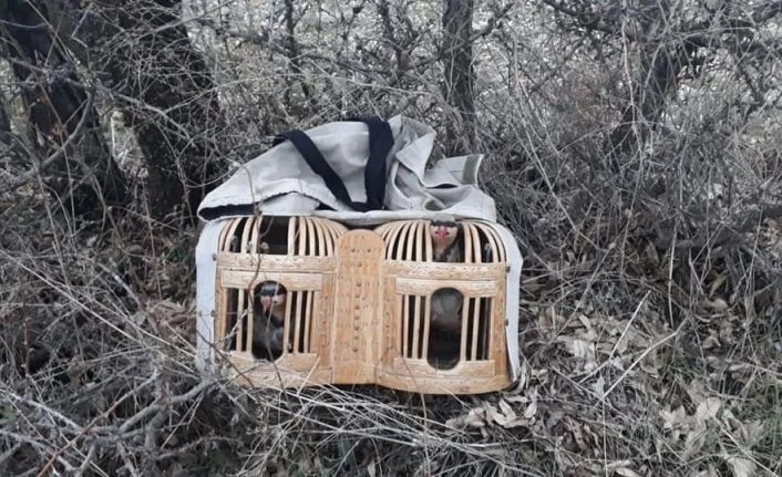 Elazığ’da  avlaklarda denetim, keklikler ele geçirildi bir meteris yıkıldı