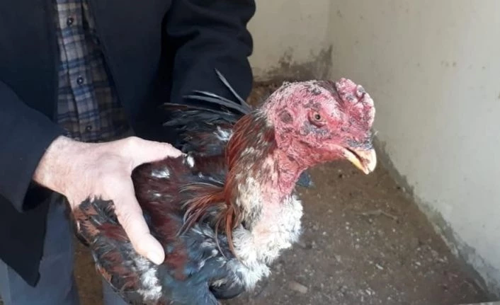 Elazığ’da metruk binada horoz döğüşü yaptıran şahıslar yakalandı