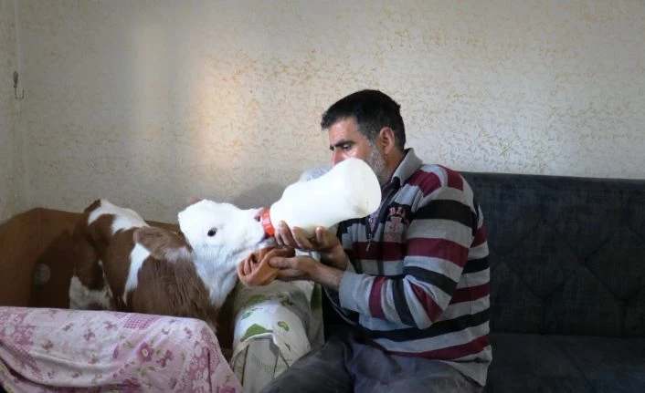 Erken doğan buzağısına evinde bebekler gibi bakıyor