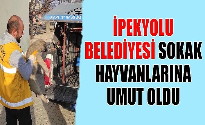 İpekyolu Belediyesi Sokak hayvanlarına umut oldu