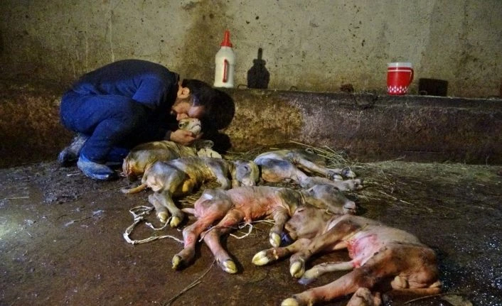Kesilen inekten, 5 buzağı çıktı
