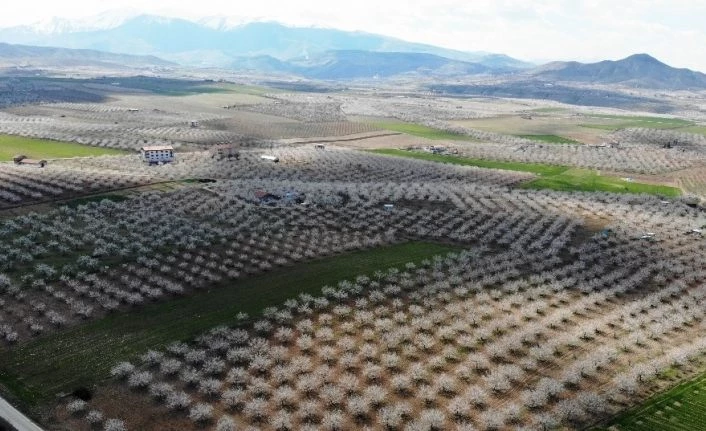 Malatya kayısıdan gelinlik giydi
