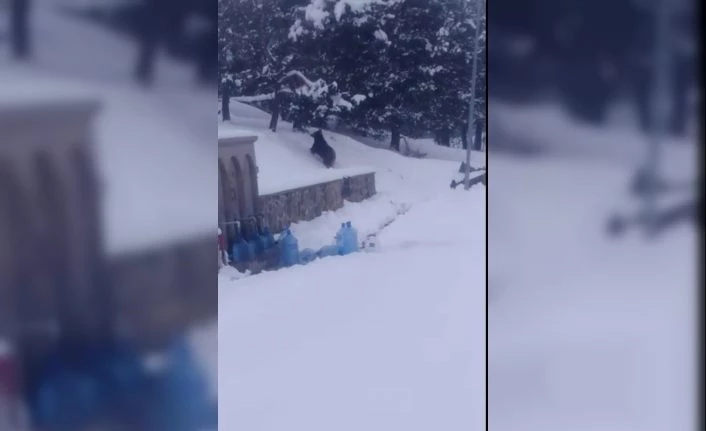 Sarıkamış’ta ayılar kış uykusundan uyandı