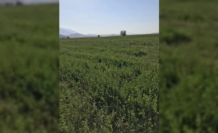 Van’da üreticilere 27 milyon yem bitkileri destekleme ödemesi
