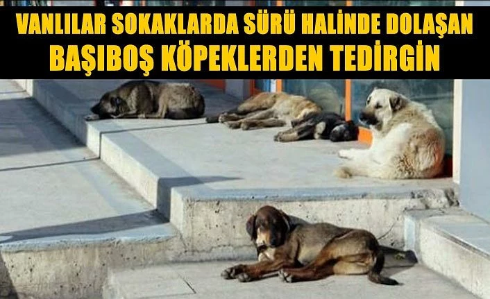 Vanlılar sokaklarda sürü halinde dolaşan başıboş köpeklerden tedirgin