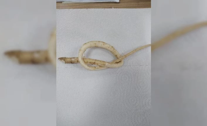 Ardahan’da "deli bat bat" otu yiyen çocuklar zehirlendi