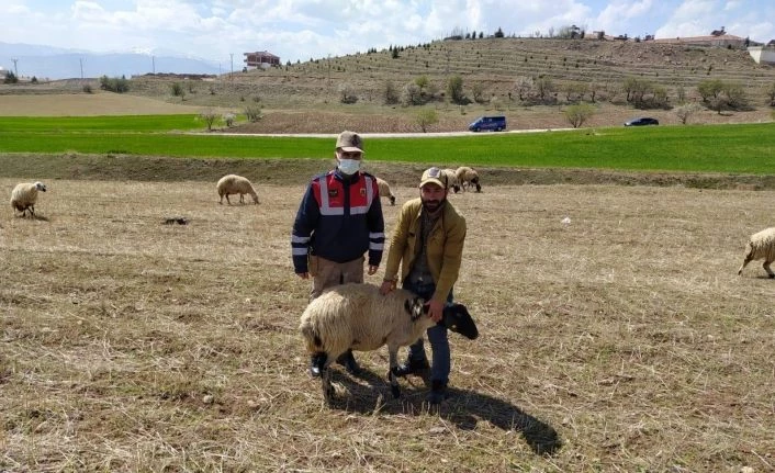 Elazığ’da kayıp koyunlar jandarma tarafından bulundu