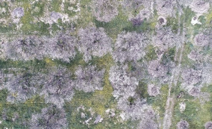 Erzincan’da kayısı ağaçları renk cümbüşü yaşatıyor