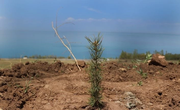 Van Büyükşehir'den Gevaş’ın eski çöp alanında ağaçlandırma