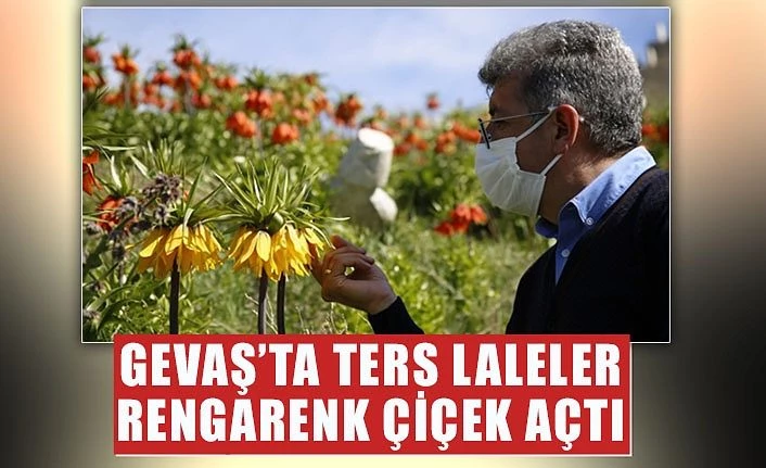 Gevaş’ta ters laleler rengarenk çiçek açtı