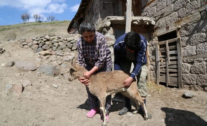 Günlerce baktıkları dağ keçisine, gözyaşlarıyla veda ettiler