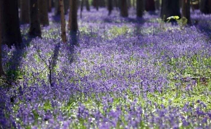 Hallerbos Ormanı