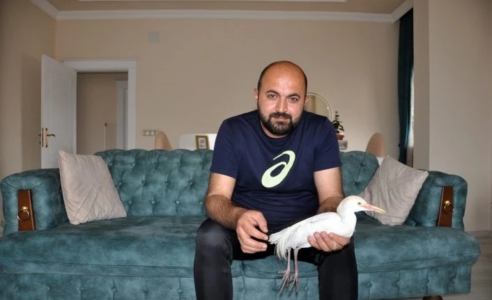 Harita mühendisinden ‘Sığır Balıkçıl’ kuşuna şefkat eli