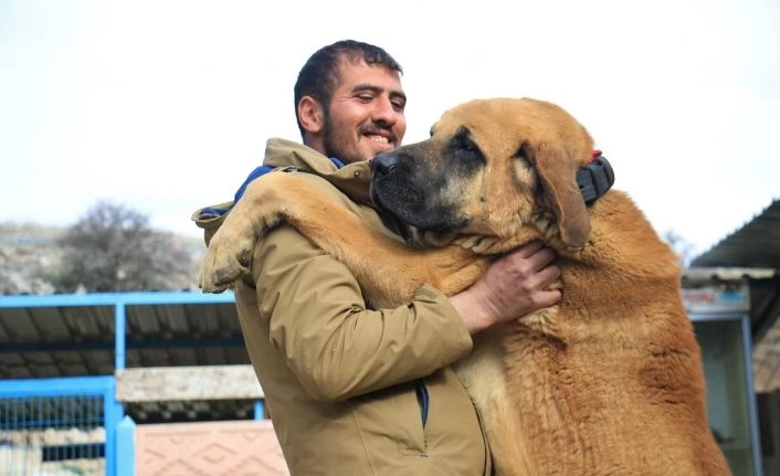 Hobisini işe dönüştüren vatandaş insan boyunda çoban köpekleriyle çiftlik kurdu