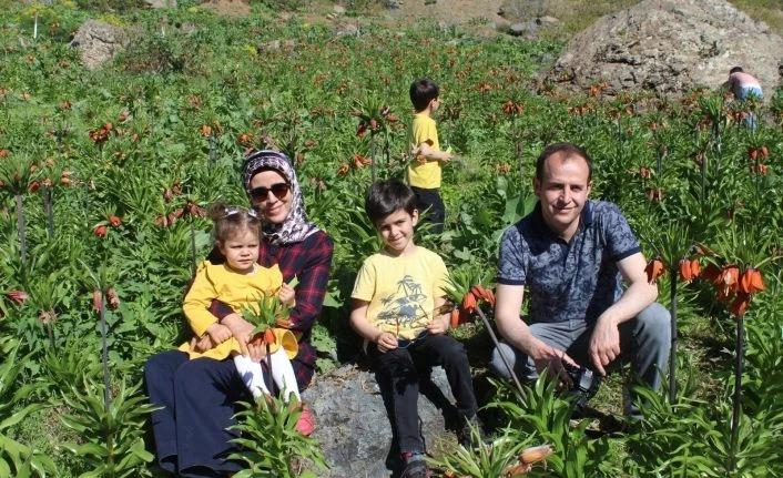 Huzur ortamıyla ters lalelere ilgi arttı