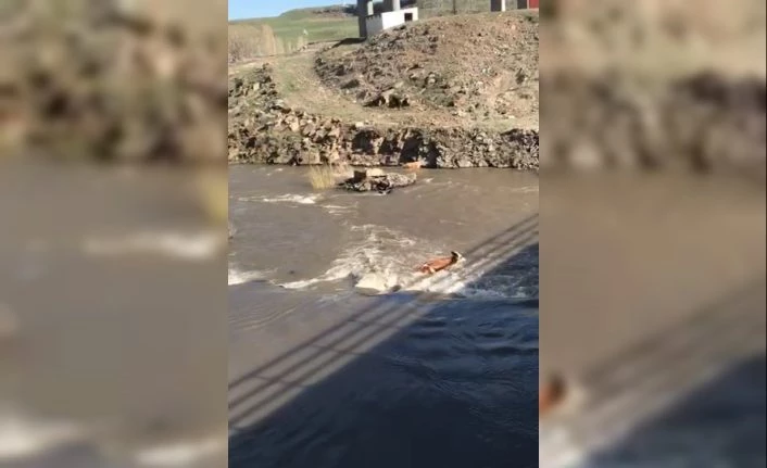 Kars’ta hayvanların azgın sularda sürüklenmesi kameralara yansıdı