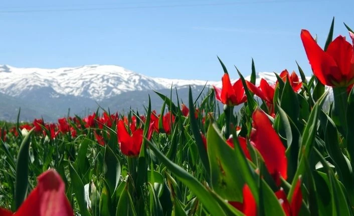 Muş Ovası lalelerle kırmızıya büründü