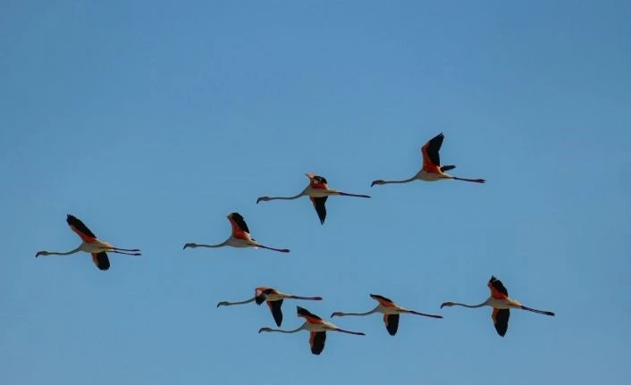 Flamingolar Erçek Gölü’ne bu yıl erken geldi