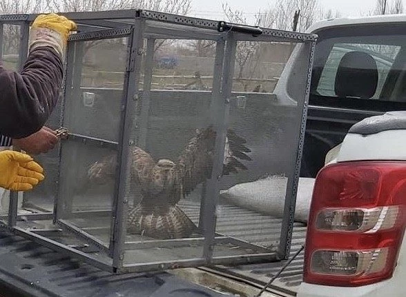 Şahin yırtıcısı doğal ortamına salındı