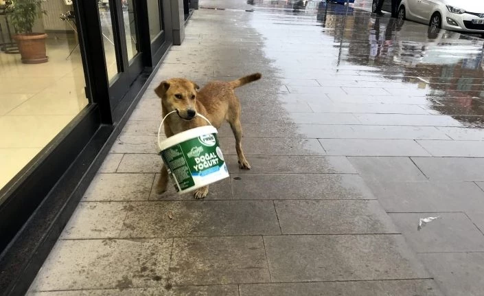 Sevimli köpeğin kovayla oyunu tebessüm ettirdi