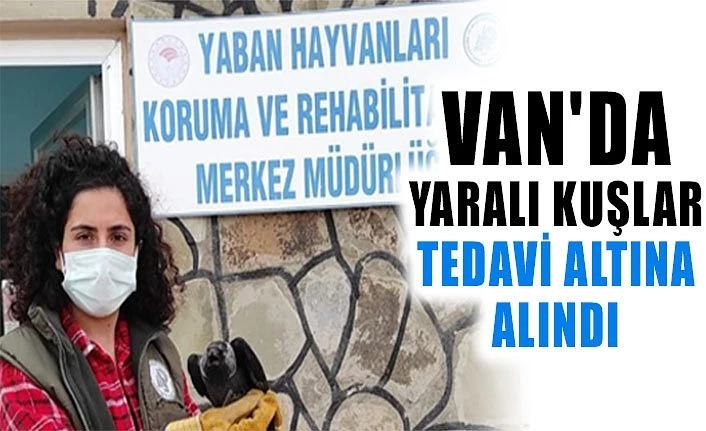 Van'da yaralı kuşlar tedavi altına alındı