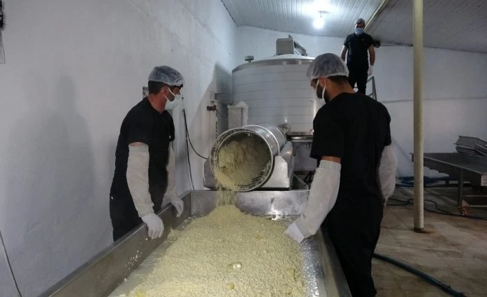 Yarım asırlık işletme, sofraları süsleyen kaşar peyniri üretiyor