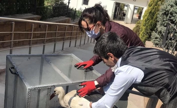 Yuvadan düşen leylek tedavi altına alındı