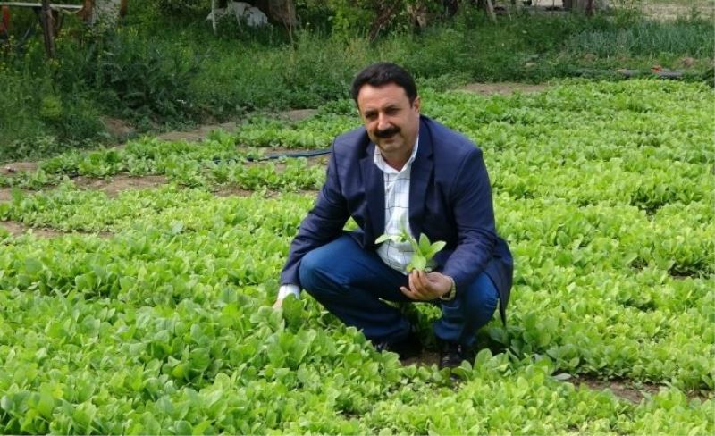 2021’de 150 bin ton tütün elde edilmesi bekleniyor