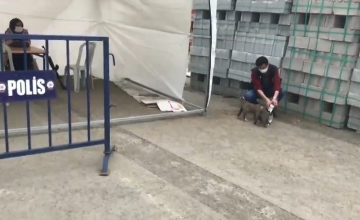 Ağrı’da polis yavru köpekleri sütle besledi