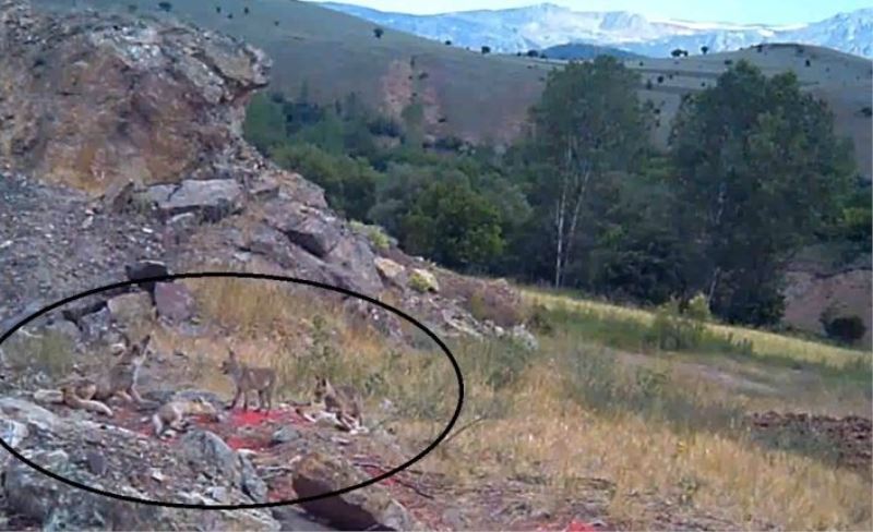 Anne tilki ve 4 yavrusu fotokapanla görüntülendi