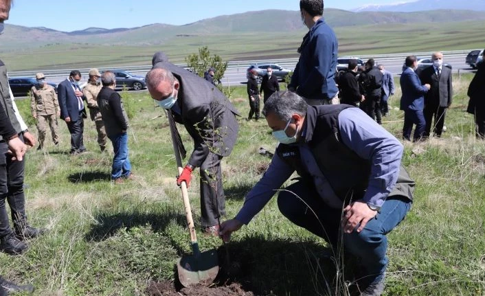 Ardahan’da binlerce ağaç toprakla buluştu