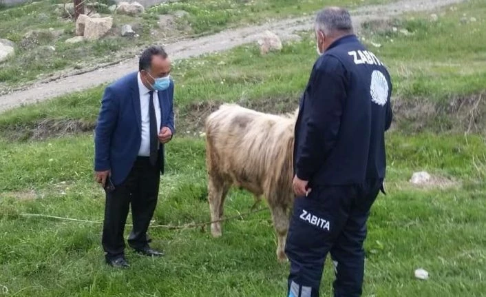 Başıboş bırakılan hayvanların sahiplerine idari ceza