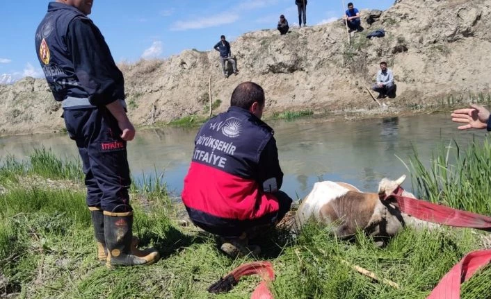 Van'da bataklığa saplanan ineği itfaiye kurtardı