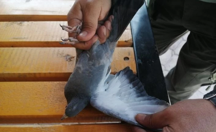Bitkin düşen güvercin tedavi altına alındı