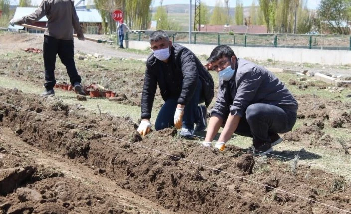 Diyadin’de 10 Bin 400 adet lavanta ekimi yapıldı