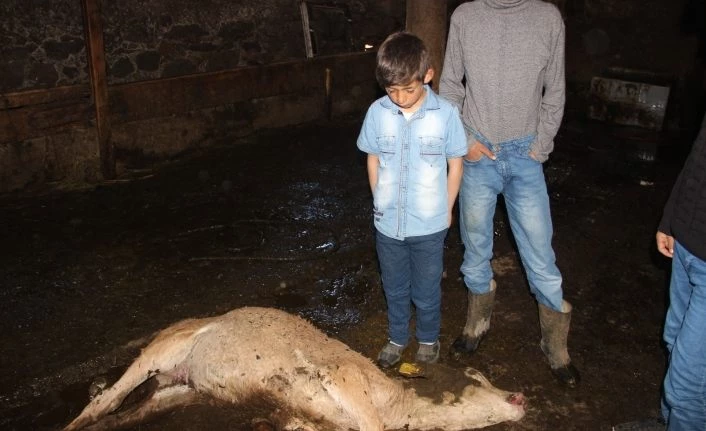 Erzurum’da feci yangın: 9 kişi yaralandı, 7 hayvan telef oldu