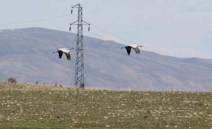 Erzurum’daki göl ilkbaharın gelmesiyle göçmen kuşların evi oldu