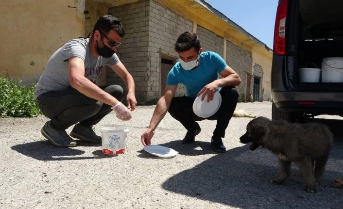 Hayvanseverler sokak hayvanlarını bayramda unutmadı