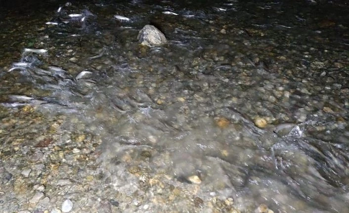 İnci kefalinin muhteşem gece yolculuğu