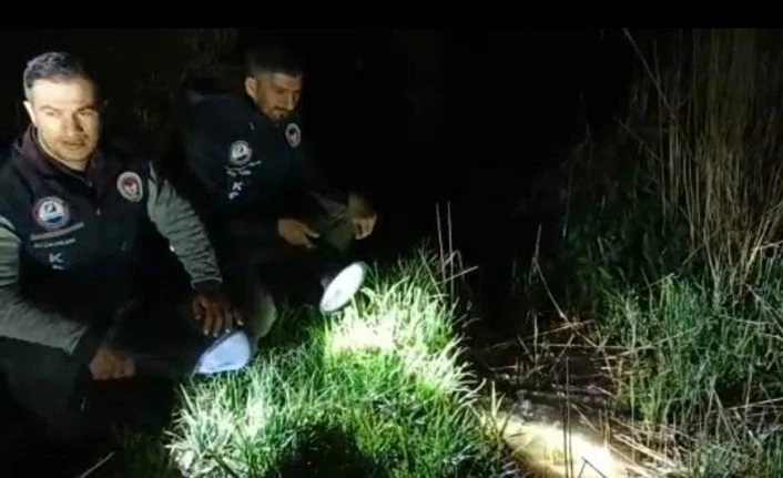 İnci kefalinin Van Gölü'nden tatlı sulara göçü başladı