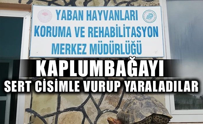 Kaplumbağayı sert cisimle vurup yaraladılar