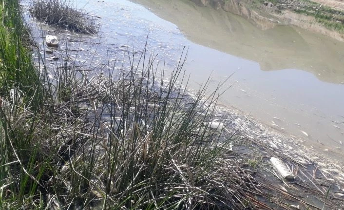Karasu’da binlerce balık telef oldu