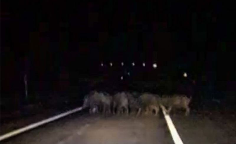 Karayoluna çıkan domuz sürüsü görüntülendi