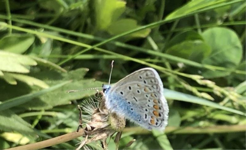 Kars rengarenk çiçek açtı