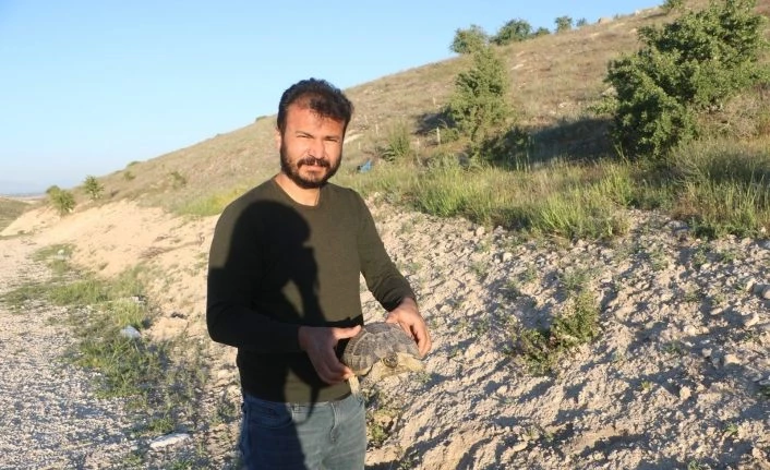 Karşıdan karşıya geçmek için yanlış yolu seçen kaplumbağaya şefkat eli