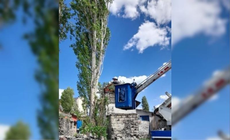 Kars’ta polen üreten ağaçlar kesiliyor