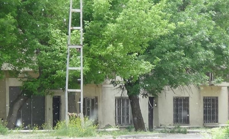 Kars’ta polenli ağaçlar vatandaşları canından bezdirdi