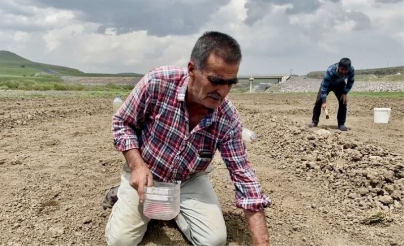 Kavurucu sıcaklara rağmen ekmeği topraktan çıkartıyorlar