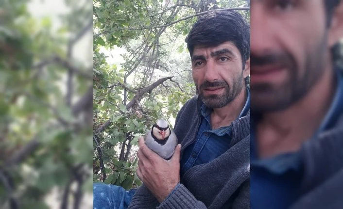 Keklik yumurtasını yemek isteyen engerek yılanına vatandaşlar izin vermedi